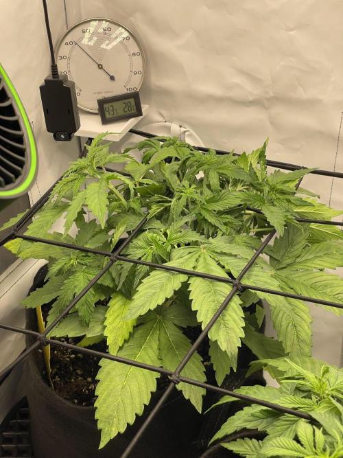 2 Autos 1 Tent. Week 4 - Day 28 - C