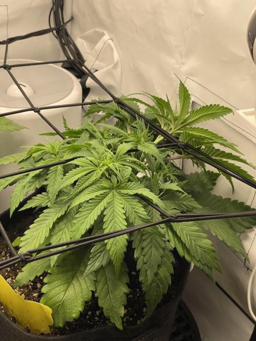 2 Autos 1 Tent. Week 4 - Day 28 - G