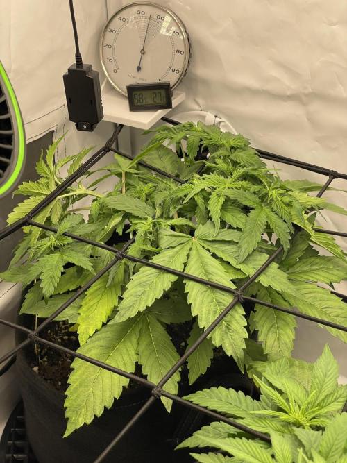 2 Autos 1 Tent. Week 5 - Day 29 - C