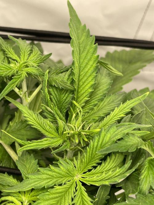 2 Autos 1 Tent. Week 5 - Day 29 - C (pom-pom)