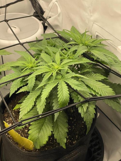 2 Autos 1 Tent. Week 5 - Day 29 - G