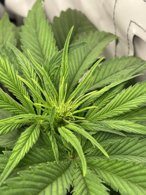 2 Autos 1 Tent. Week 5 - Day 29 - G (pom-pom)