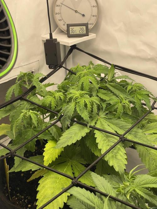 2 Autos 1 Tent. Week 5 - Day 31 - C