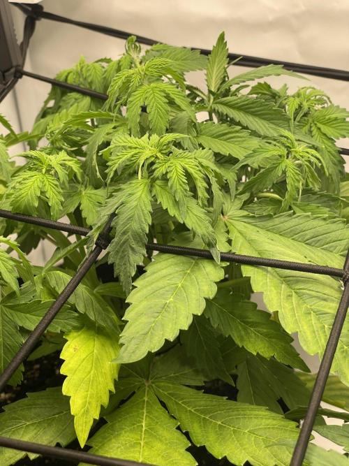 2 Autos 1 Tent. Week 5 - Day 31 C - Droopy leaves, deficiencies