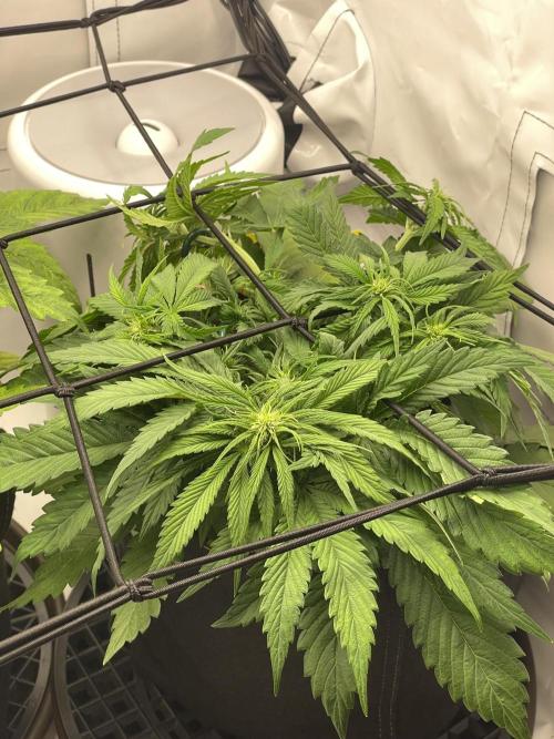 2 Autos 1 Tent. Week 5 - Day 31 - G