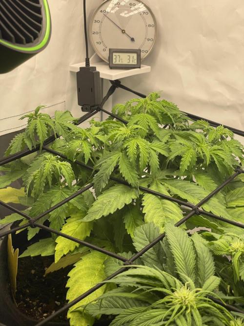 2 Autos 1 Tent. Week 5 - Day 32 - C