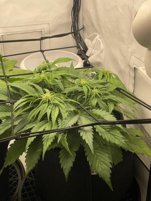 2 Autos 1 Tent. Week 5 - Day 32 - G