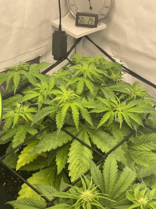 2 Autos 1 Tent. Week 5 - Day 33 - C