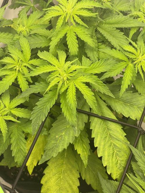 2 Autos 1 Tent. Week 5 - Day 33 - C - Deficiencies (1)