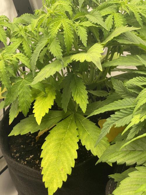 2 Autos 1 Tent. Week 5 - Day 33 - C - Deficiencies (3)