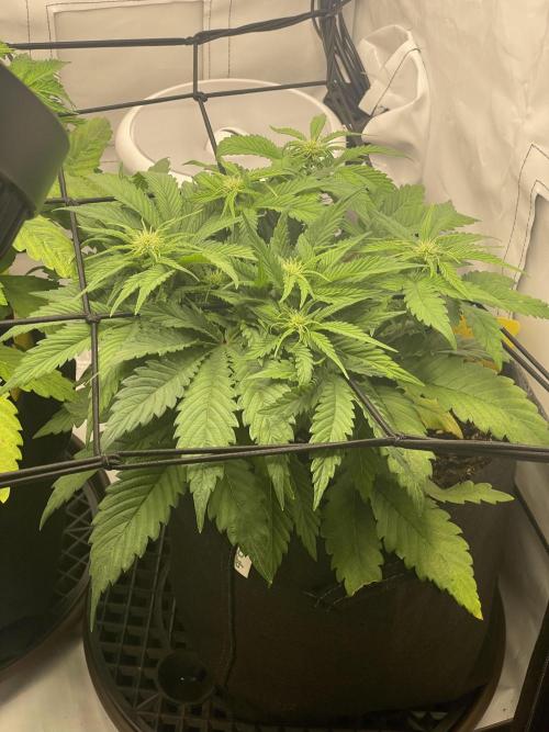 2 Autos 1 Tent. Week 5 - Day 33 - G