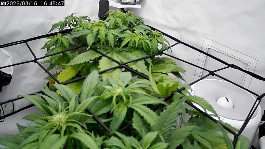 2 Autos 1 Tent. Week 5 - Day 32 - CG
