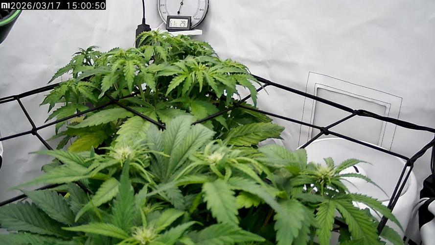 2 Autos 1 Tent. Week 5 - Day 33 - CG