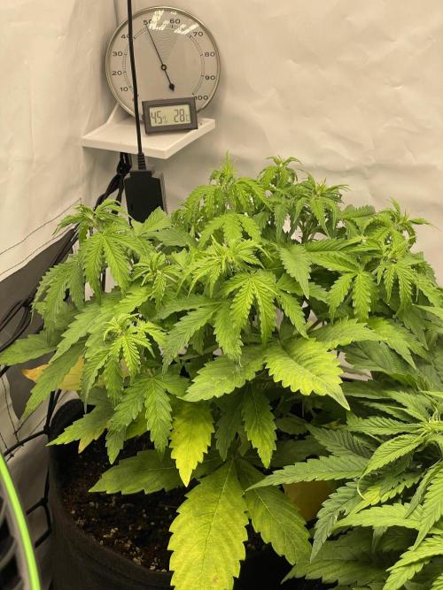 2 Autos 1 Tent. Week 5 - Day 34 - C