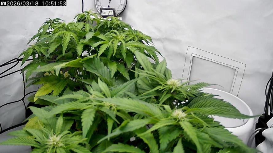 2 Autos 1 Tent. Week 5 - Day 34 - CG