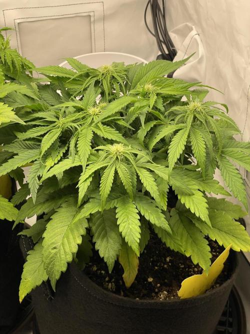 2 Autos 1 Tent. Week 5 - Day 34 - G