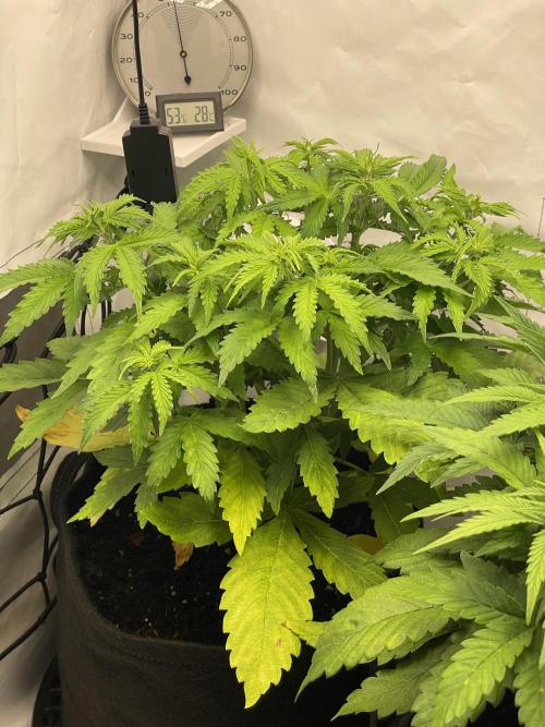 2 Autos 1 Tent. Week 5 - Day 35 - C