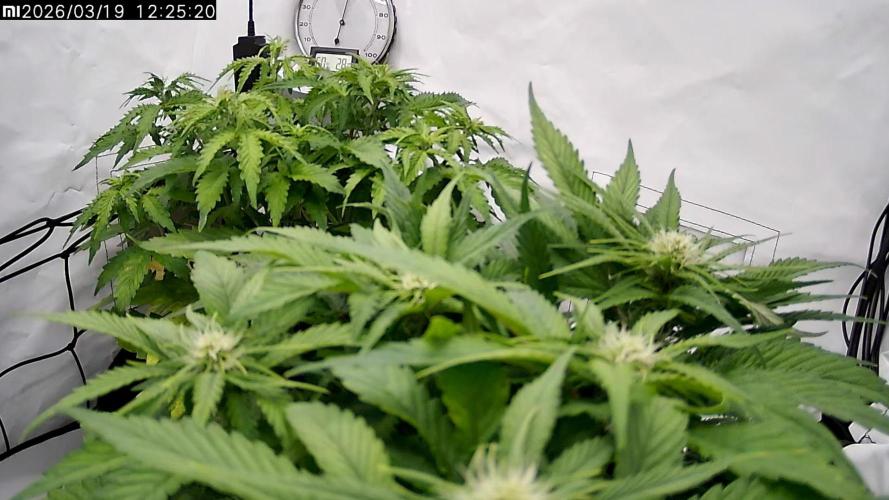 2 Autos 1 Tent. Week 5 - Day 35 - CG