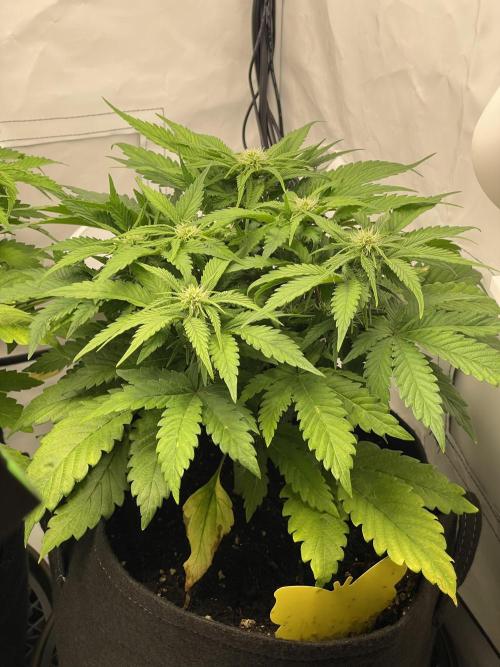 2 Autos 1 Tent. Week 5 - Day 35 - G