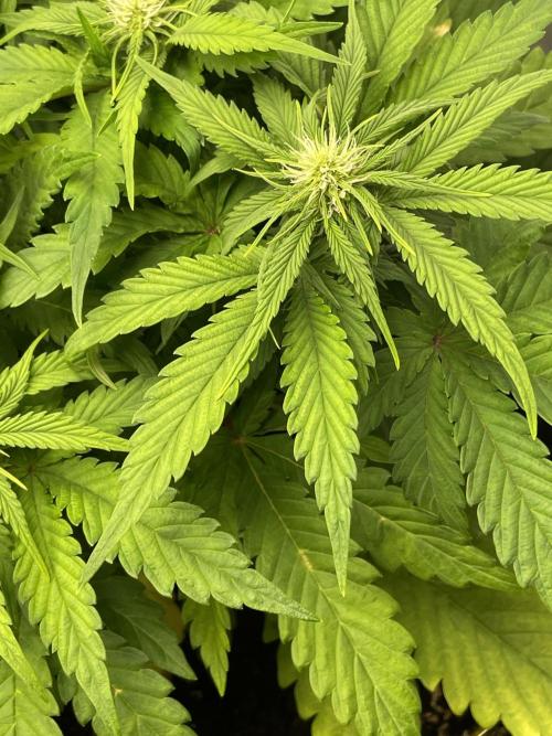 2 Autos 1 Tent. Week 5 - Day 35 - G - Flower