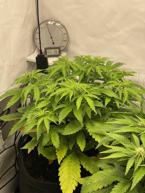 2 Autos 1 Tent. Week 6 - Day 36 - C