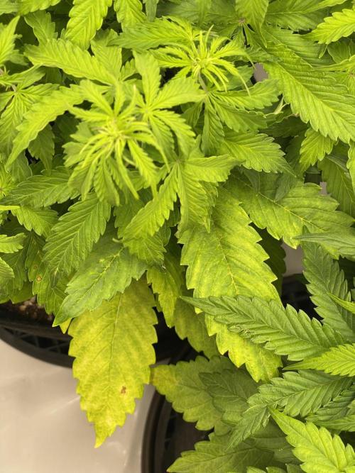 2 Autos 1 Tent. Week 6 - Day 36 - C (problem)