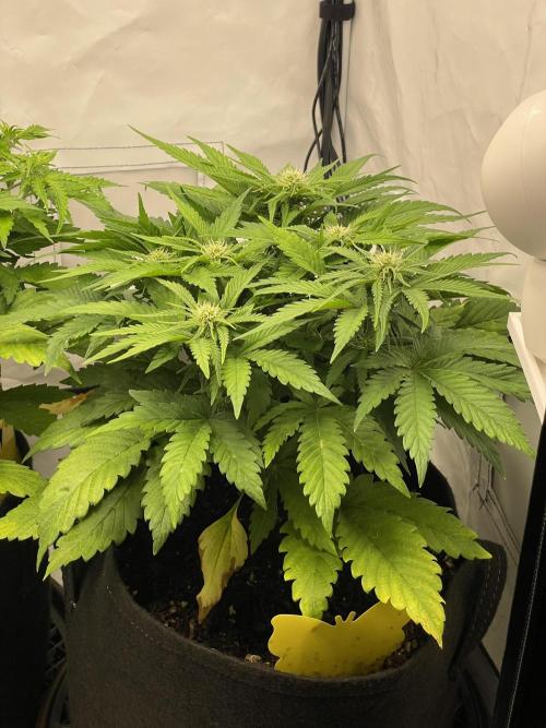 2 Autos 1 Tent. Week 6 - Day 36 - G