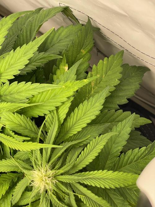 2 Autos 1 Tent. Week 6 - Day 36 - G (problem)