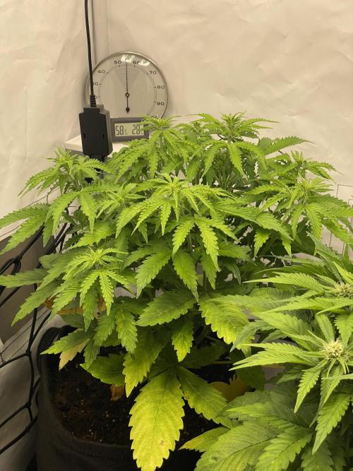 2 Autos 1 Tent. Week 6 - Day 37 - C