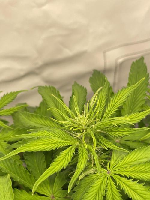 2 Autos 1 Tent. Week 6 - Day 37 - C (flower)