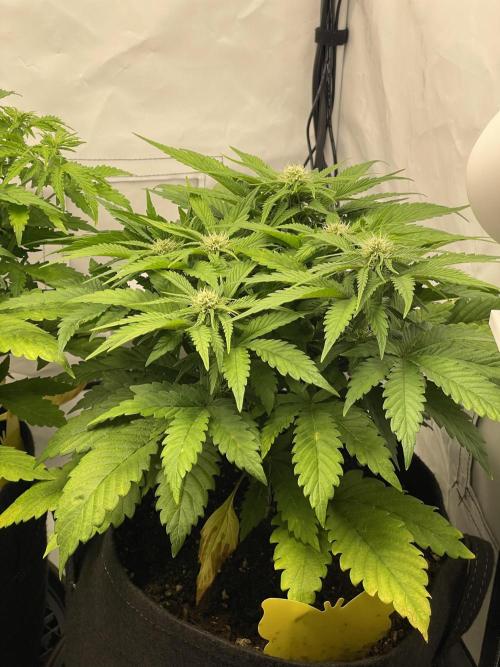 2 Autos 1 Tent. Week 6 - Day 37 - G