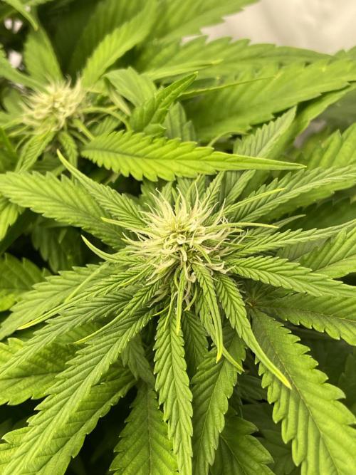 2 Autos 1 Tent. Week 6 - Day 37 - C (flower)