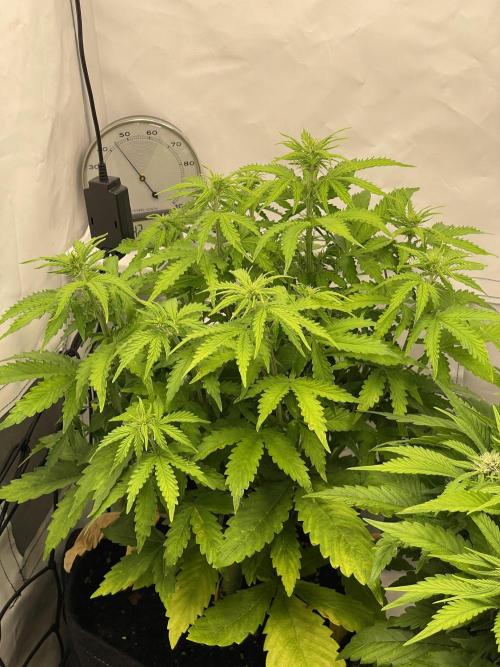 2 Autos 1 Tent. Week 6 - Day 39 - C