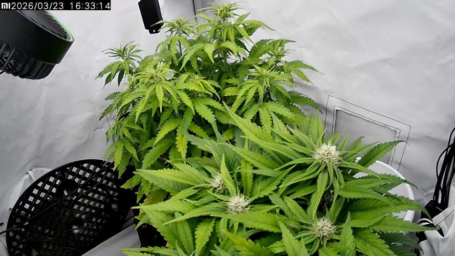 2 Autos 1 Tent. Week 6 - Day 39 - CG