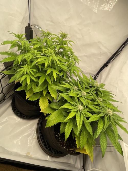 2 Autos 1 Tent. Week 6 - Day 39 - CG 