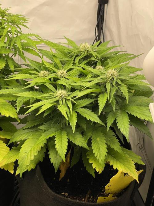 2 Autos 1 Tent. Week 6 - Day 39 - G