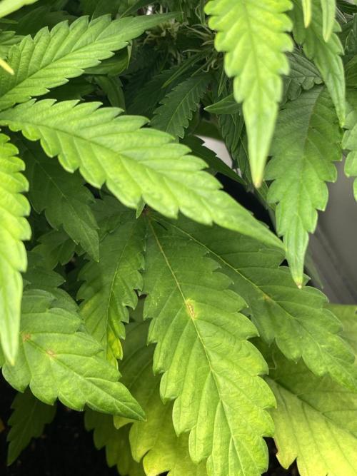 2 Autos 1 Tent. Week 6 - Day 39 - G - problem 1