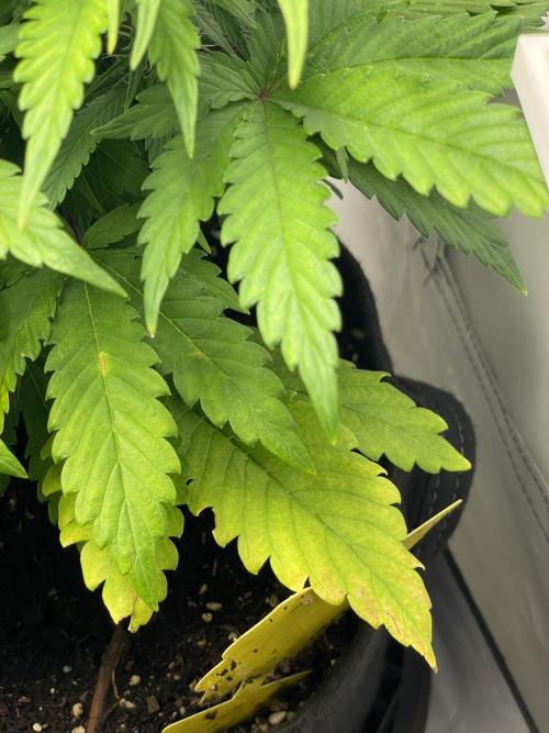 2 Autos 1 Tent. Week 6 - Day 39 - G - problem 2