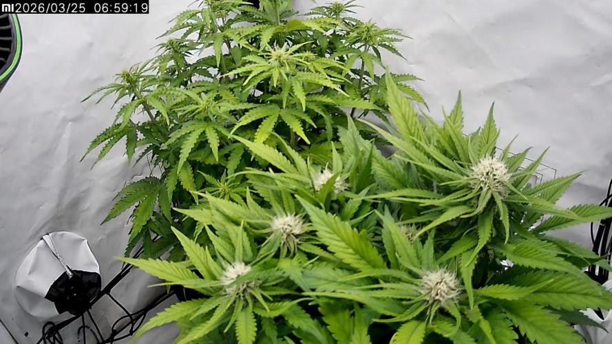 2 Autos 1 Tent. Week 6 - Day 41 - CG