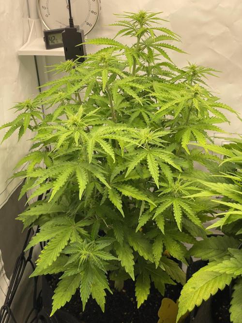 2 Autos 1 Tent. Week 6 - Day 41 - C
