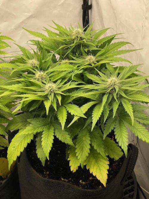 2 Autos 1 Tent. Week 6 - Day 41 - G