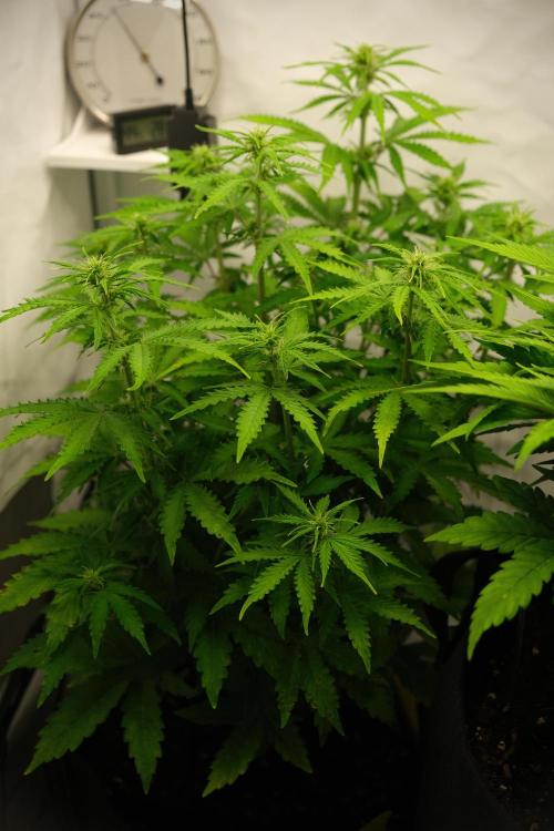 2 Autos 1 Tent. Week 6 - Day 42 - C