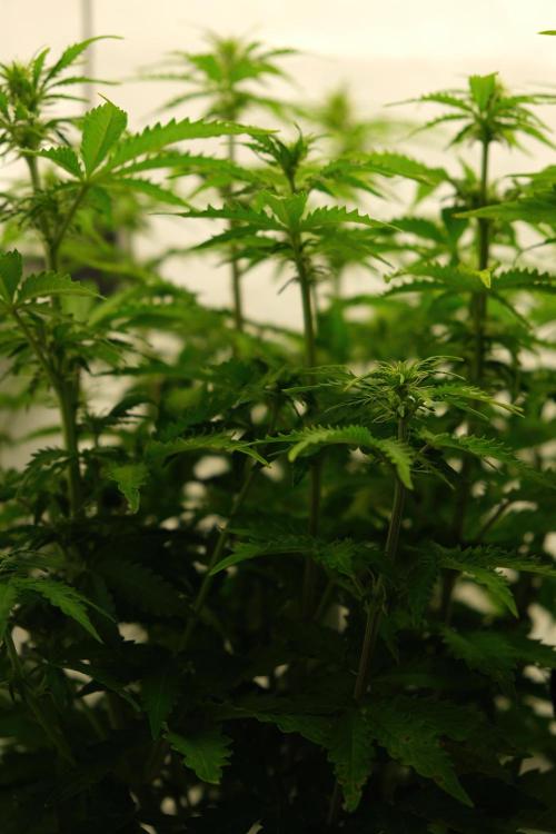 2 Autos 1 Tent. Week 6 - Day 42 - C (side)