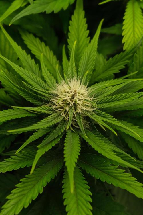 2 Autos 1 Tent. Week 6 - Day 42 - G - Flower Closeup