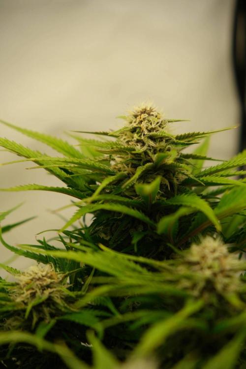 2 Autos 1 Tent. Week 7 - Day 49 - G - Flower