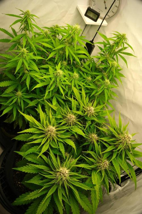 2 Autos 1 Tent. Week 7 - Day 49 - CG