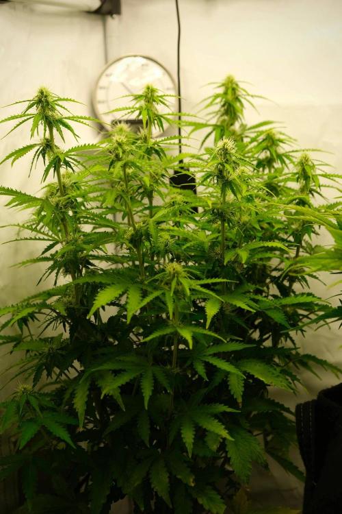 2 Autos 1 Tent. Week 7 - Day 49 - C - Stretch