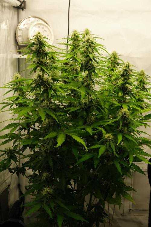 2 Autos 1 Tent. Week 8 - Day 56 - C
