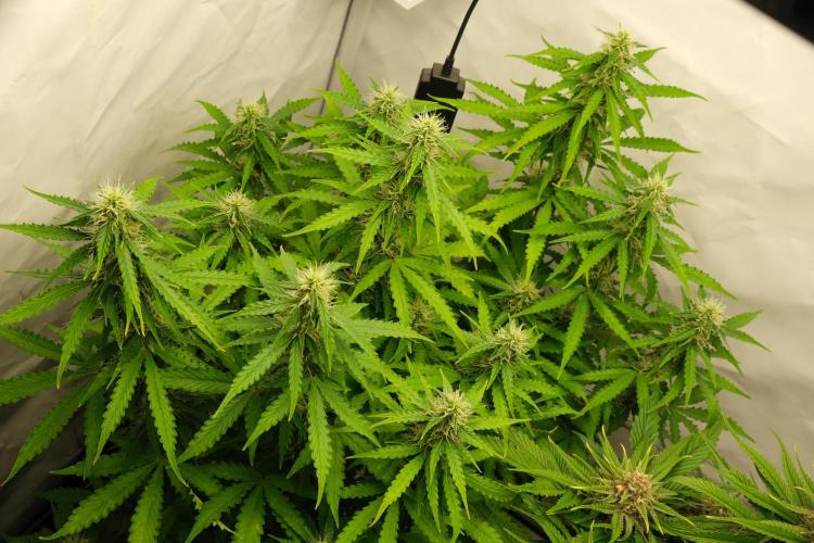 2 Autos 1 Tent. Week 8 - Day 56 - C - Canopy