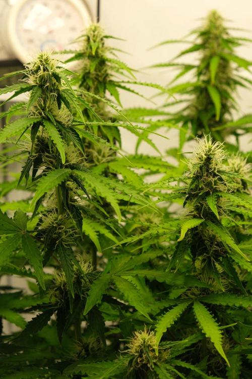 2 Autos 1 Tent. Week 8 - Day 56 - C - Flower